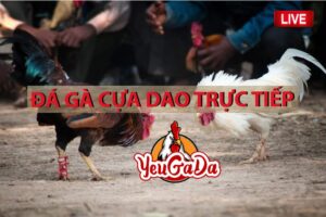 đá gà cựa dao trực tiếp 1