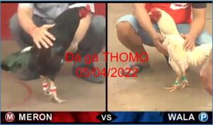 da ga thomo 05-04-2022