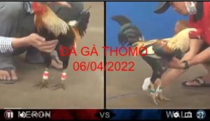 đá gà thomo 06-04-2022