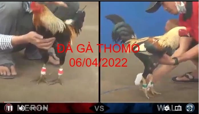 đá gà thomo 06-04-2022