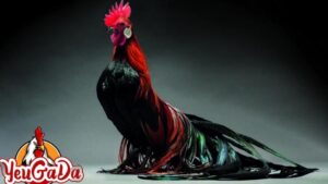 33 loại gà thần kê