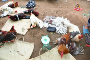 bat qua tang 44 nguoi da ga an tien 1