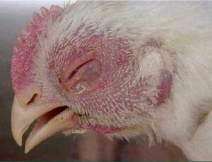 bệnh ecoli trên gà