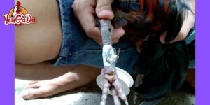 Cách băng cựa gà