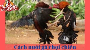 cách nuôi gà chọi chiến