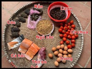 cách nuôi gà đá