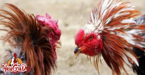 cách vần gà chọi chiến