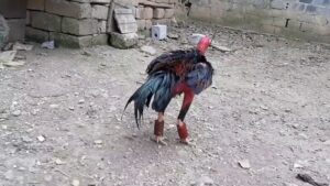 Gà bị yếu chân