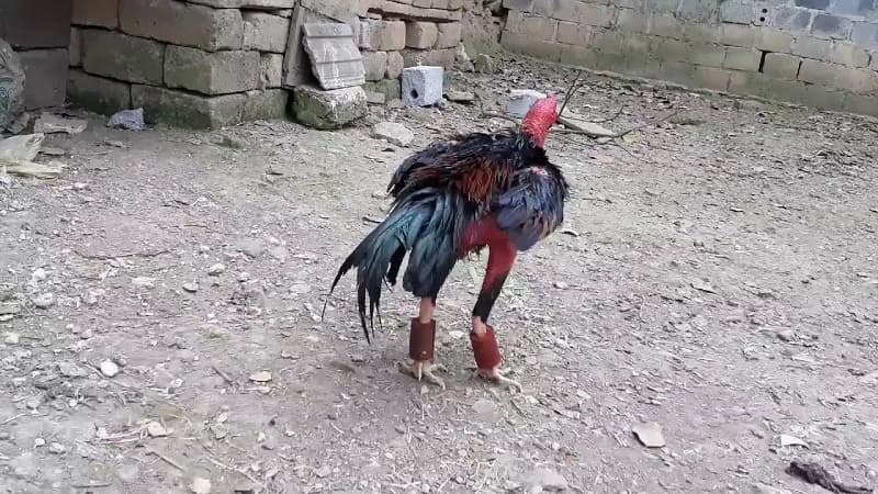 Gà bị yếu chân