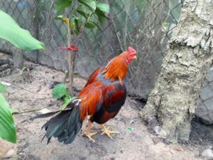 Tiêu chí để chọn giống gà khi tham gia chợ tốt