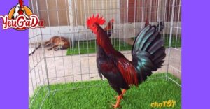 chợ tốt gà đá bến tre