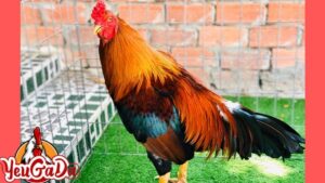 chợ tốt gà đá kiên giang