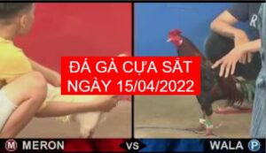 da ga cua sat ngay 15-04-2022