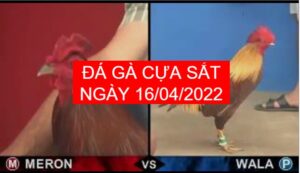 da ga cua sat ngay 16-04-2022