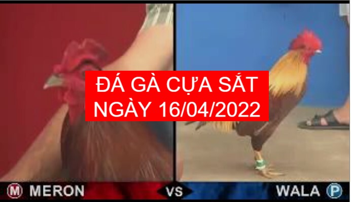 da ga cua sat ngay 16-04-2022