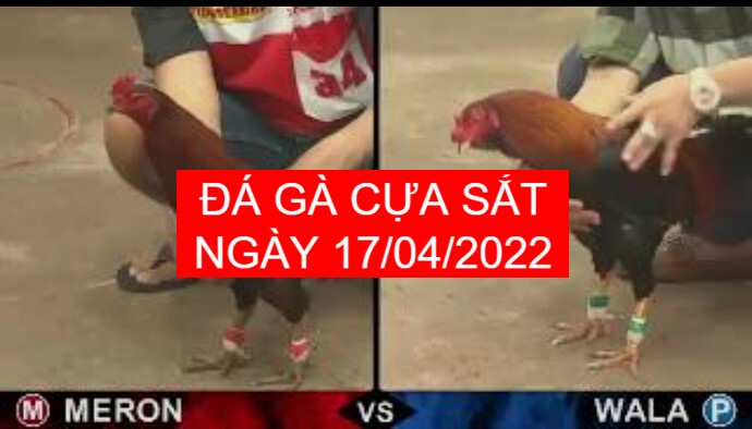 da ga cua sat ngay 17-04-2022