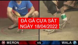 da ga cua sat ngay 18-04-2022
