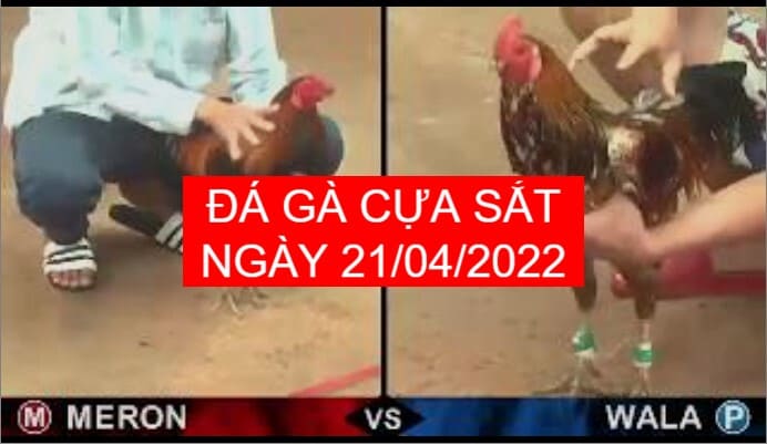 da ga cua sat ngay 21-04-2022