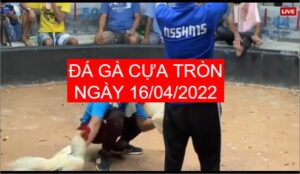 da ga cua tron 16-04-2022