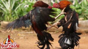 gà đá chợ tốt