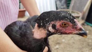 Chọn gà mái chọn theo dòng