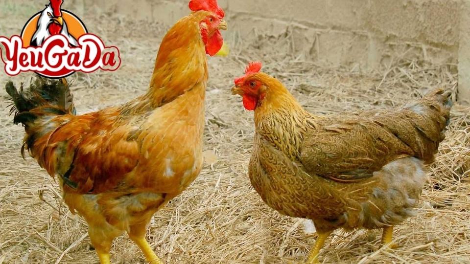 Giống gà Trung Quốc bao lâu đẻ trứng
