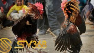 màu mạng gà đá