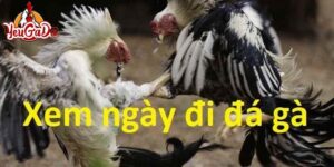 xem ngày gà đá