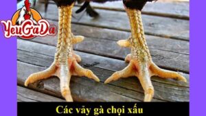 xem vảy gà đá cựa