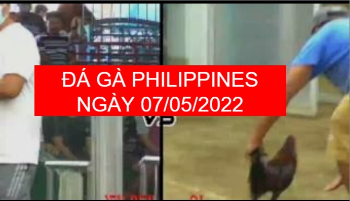 Đá gà philippines ngày 07-05-2022