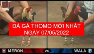 Đá gà thomo mới nhất ngày 07-05-2022