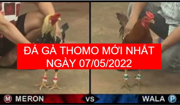 Đá gà thomo mới nhất ngày 07-05-2022