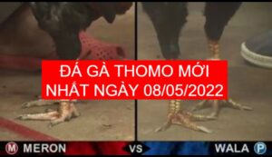 Đá gà thomo mới nhất ngày 08-05-2022