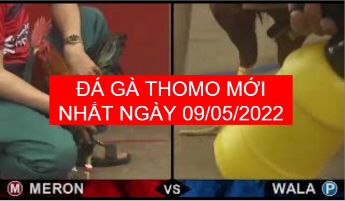 Đá gà thomo mới nhất ngày 09-05-2022