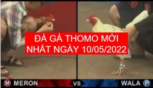 Đá gà thomo mới nhất ngày 10-05-2022