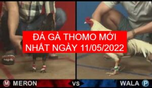 Đá gà thomo mới nhất ngày 11-05-2022