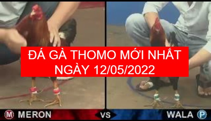 Đá gà thomo mới nhất ngày 12-05-2022