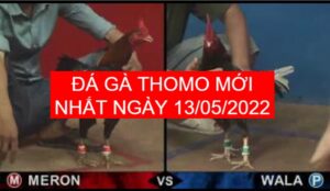 Đá gà thomo mới nhất ngày 13-05-2022