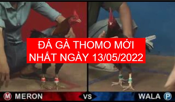 Đá gà thomo mới nhất ngày 13-05-2022