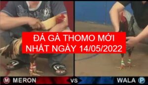 Đá gà thomo mới nhất ngày 14-05-2022
