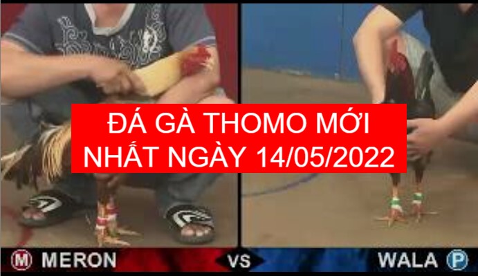 Đá gà thomo mới nhất ngày 14-05-2022