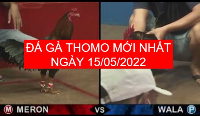 Đá gà thomo mới nhất ngày 15-05-2022