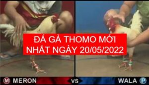 Đá gà thomo mới nhất ngày 20-05-2022