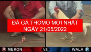 Đá gà thomo mới nhất ngày 21-05-2022