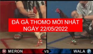 Đá gà thomo mới nhất ngày 22-05-2022