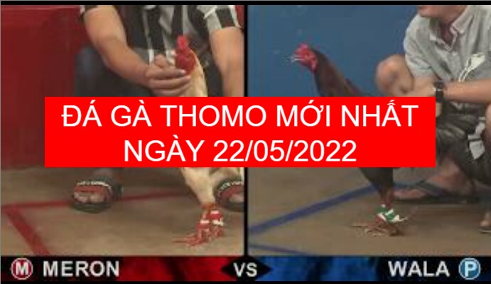Đá gà thomo mới nhất ngày 22-05-2022