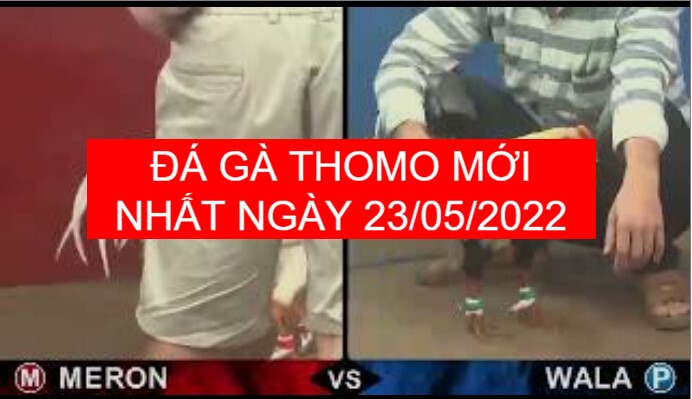 Đá gà thomo mới nhất ngày 23-05-2022