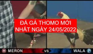 Đá gà thomo mới nhất ngày 24-05-2022