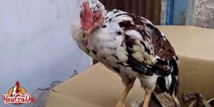 cách chữa gà chọi bị đi ngoài