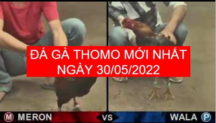 đá gà tho mo mới nhất